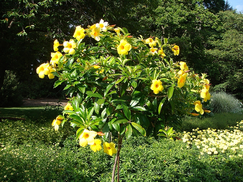 208 Longwood Gardens [2008 August 23].JPG - Longwood Gardens in Pennsylvania
